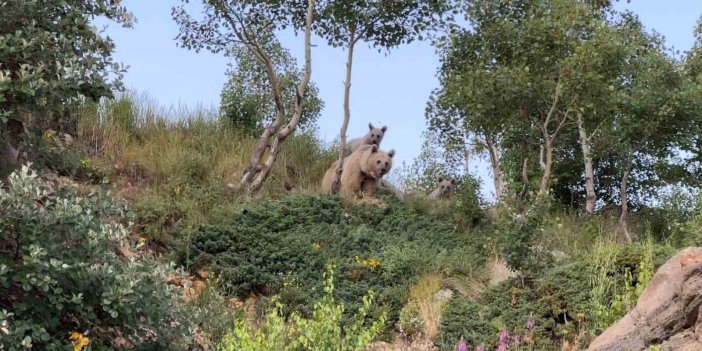 Bitlis'te dalış esnasında ayılarla karşılaştı