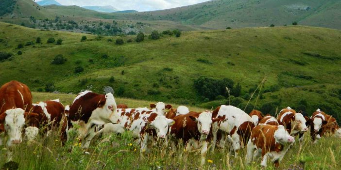 Urema Yaylası doğal güzelliğiyle etkiliyor