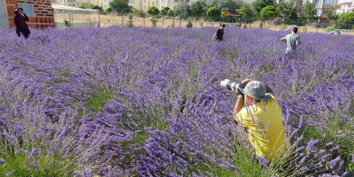 Van’da tıbbi bitkilerin hasadı yapıldı