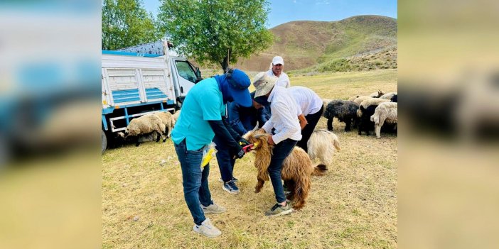 Yüksekova'da hayvan hastalıkları ile mücadele programı sürüyor