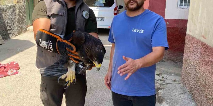 Şırnak’ta tedavi edilen kaya kartalı yaşam alanına geri bırakıldı