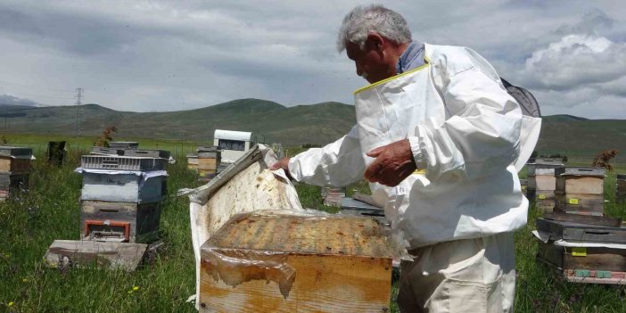 Ardahan’da coğrafi işaretli bal hasadı başladı; 450 ton bal üretimi hedefleniyor