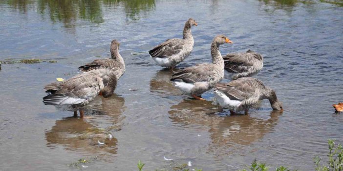 Kars mutfağının vazgeçilmezi kazlar besiye alındı