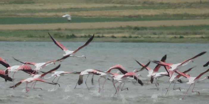 Flamingolar Van Gölü havzasına gelmeye devam ediyor