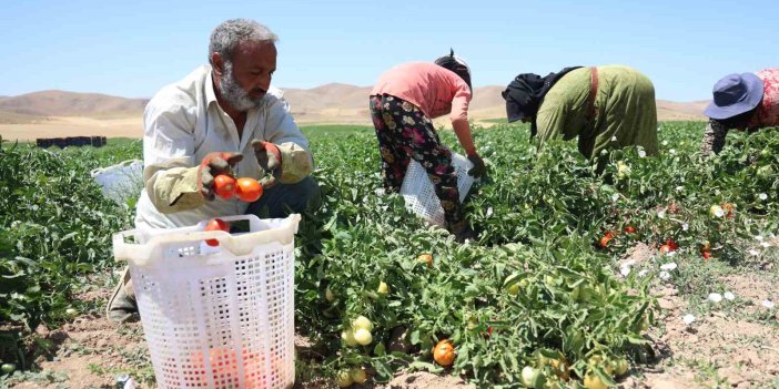 Elazığ'da mevsimlik işçilerin sıcak altında ekmek mücadelesi