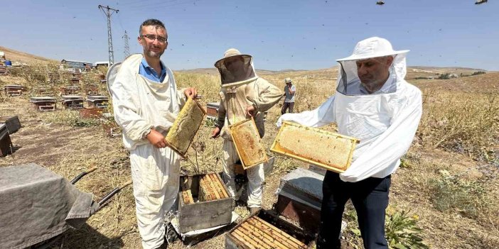 Cilo Dağı’nın eteklerinde bal sağımı başladı