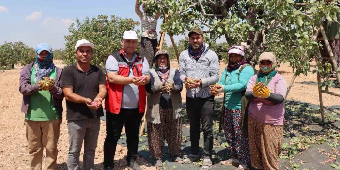 Antep’te baklavalık boz Antep fıstığı hasadı başladı