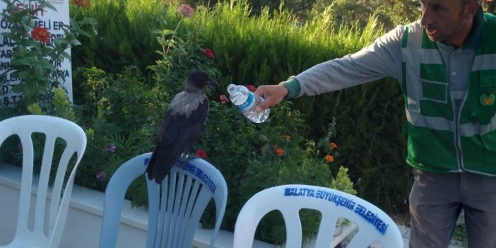 Mezarlıkta baygın halde bulduğu kargayı lokumla besledi