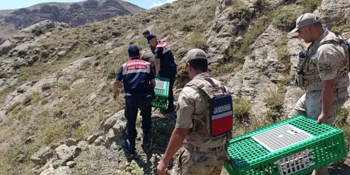 Ağrı’da keklikler doğaya bırakıldı