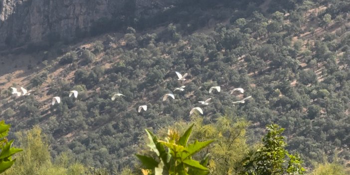 Derecik’te küçük Balıkçıl Kuşları görüldü