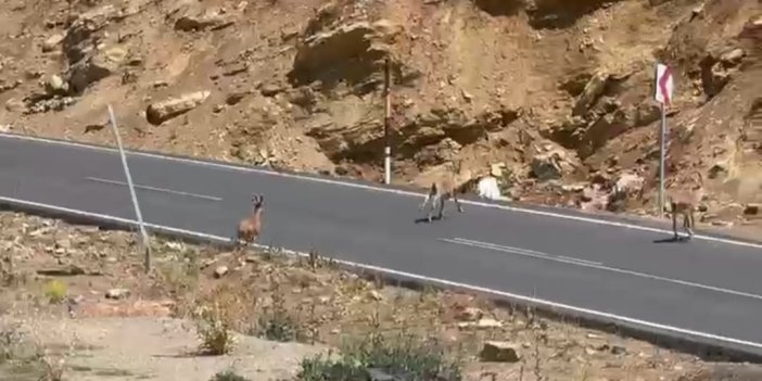 Hakkari'de dağ keçileri sürü halinde görüntülendi