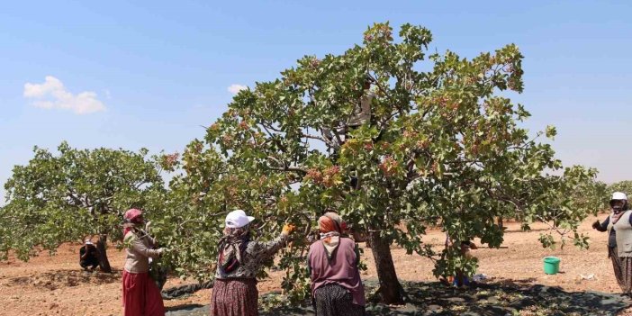 Kadınların 40 derece sıcakta Antep fıstığı mesaisi