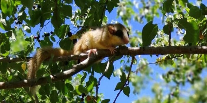 Yediuyur Erzincan’da görüntülendi