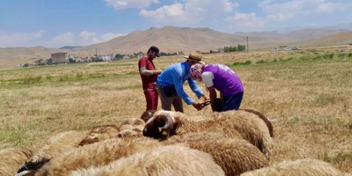 Hayvan küpeleme ve aşılama çalışmaları sürüyor