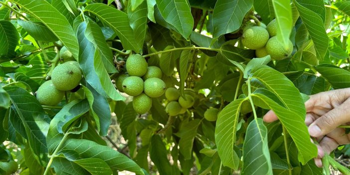 Yüksekova'da kendi imkanlarıyla ceviz bahçesi kurdu