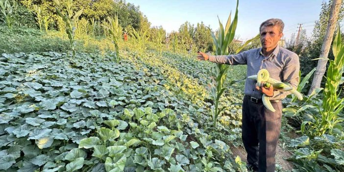 Yüksekovalı çiftçi çok çeşitlilikte ürün yetiştirdi