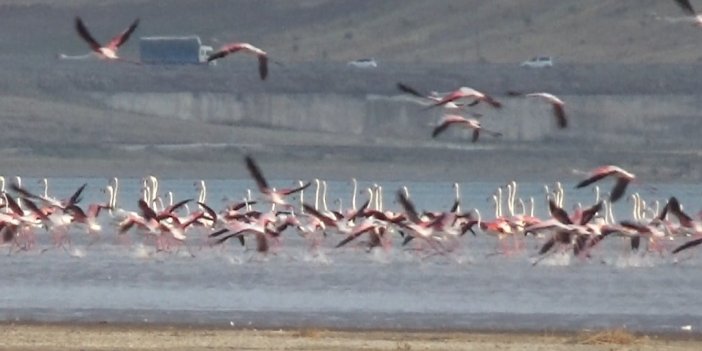 Erçek Gölü flamingoların gelişiyle canlandı