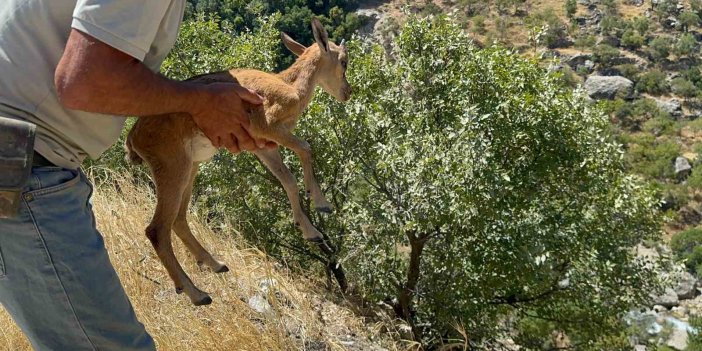 Yolunu kaybeden dağ keçisi, yaşam alanına bırakıldı