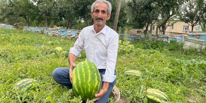 Yüksekova’da 20 Kg ağırlığında karpuz yetiştirildi