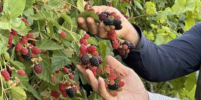 Yüksekova’da böğürtlen hasadında bereket