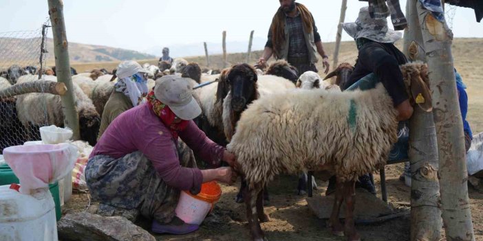 Muş’ta güneşten önce uyanan kadınların zorlu yayla mesaisi sürüyor