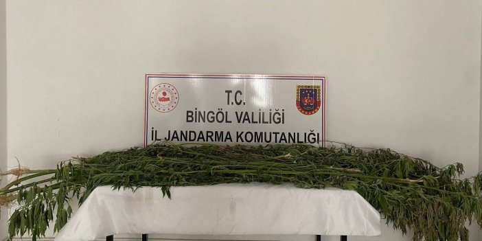 Bingöl’de üç ayrı bölgede toplam bin 939 kök kenevir bitkisi bulundu