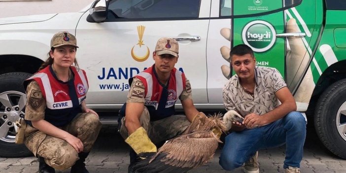 Hakkari'de jandarma ekibinin bulduğu yaralı akbaba tedavi altına alındı