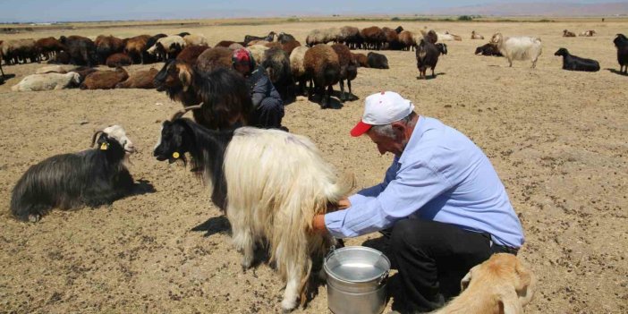 Muş’ta kadınlar değil erkekler sağım yapıyor