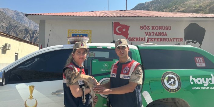 Hakkari'de yaralı dağ keçisi kurtarıldı