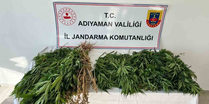 Jandarma ekipleri 102 kök kenevir bitkisi ele geçirdi