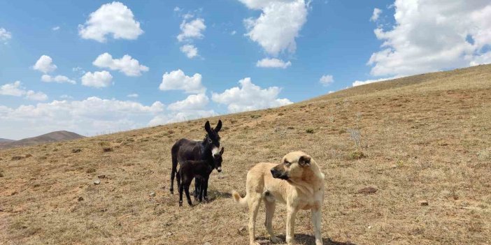 ’Kral’ isimli köpek bu kez de sürünün eşeğine sahip çıktı