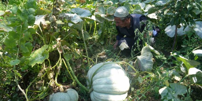 Muş'ta çiftçi 50 kiloluk bal kabağı