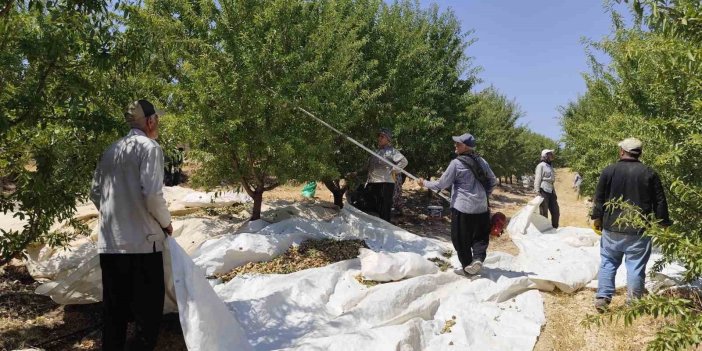 Adıyaman’da badem hasadı heyecanı başladı