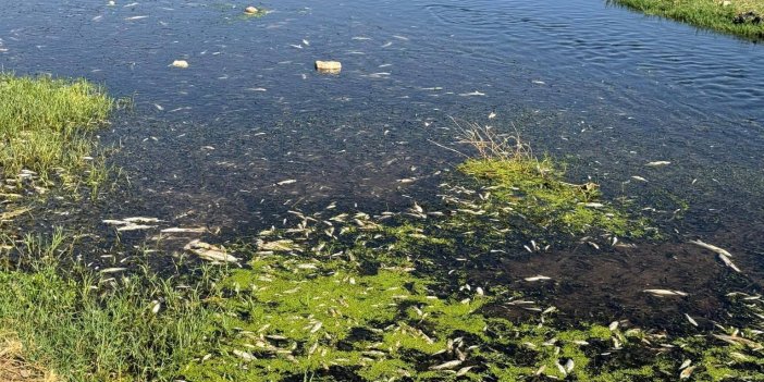 Gaziantep'te balık ölümlerine neden olan fıstık ve zeytin yağı tesisine ceza