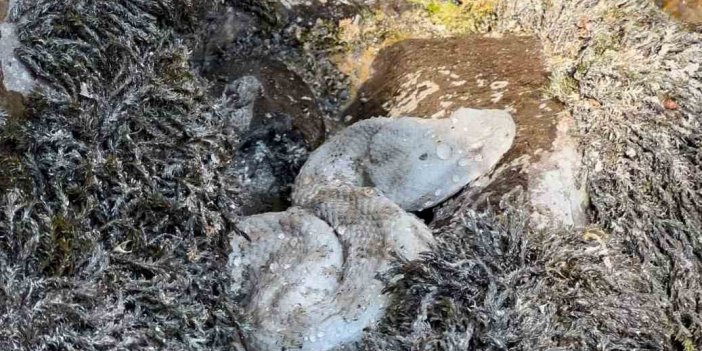 Yüksekova’da koca engerek yılanı görüntülendi