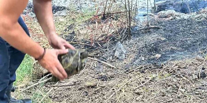 Malatya'da İtfaiye erleri yangından kurtardığı kaplumbağaya su verdi