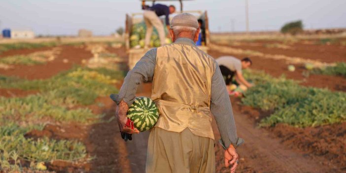 Karpuzunda hasat devam ediyor, üretici beklediği verimi alamadı