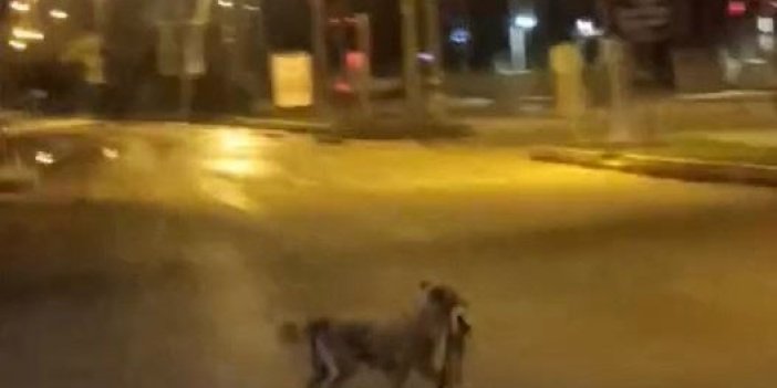 Elazığ'da bir sokak köpeği parçaladığı kediyi ağzında götürdü