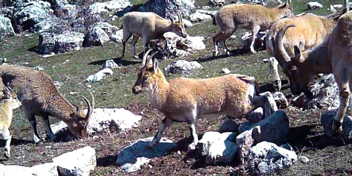 Yaban keçisi sürüsü Erzincan'da fotokapanla görüntülendi