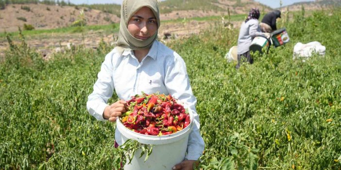 Kilis’ta acı biber hasat başladı