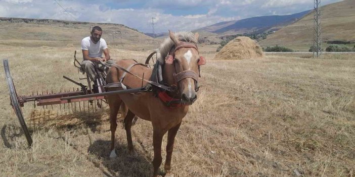 Sarıkamış’ta hasat vakti, Çiftçiler ekinlerini topluyor