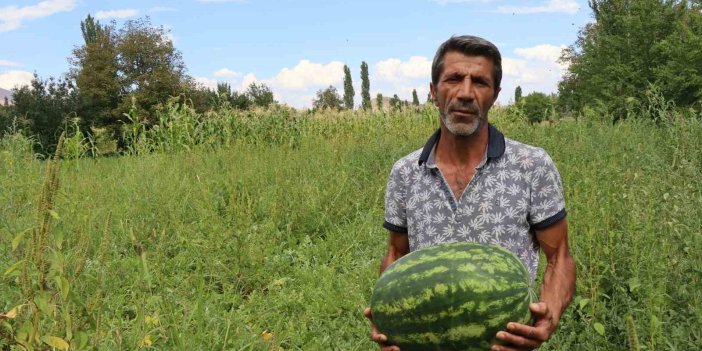 Oltu’da yerli üretim karpuz