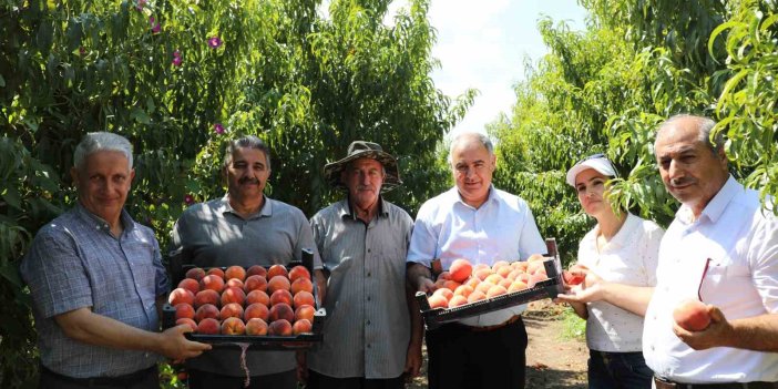 Elazığ’da şeftali hasadı sürüyor