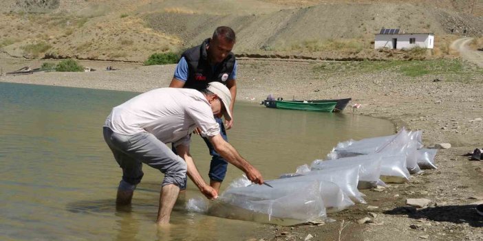 Van’da 400 bin yavru sazan balığı göllere bırakıldı