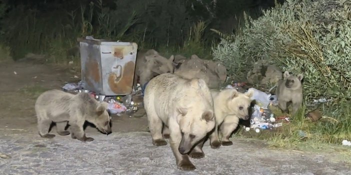 Nemrut’a pikniğe gidenler ayı sürprizi ile karşılaşıyor