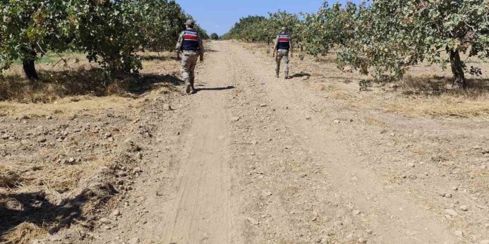 Şanlıurfa’da fıstık çalanlar hırsızları suçüstü yakalandı