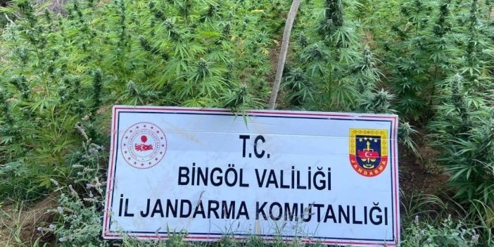 Bingöl’de 225 kök kenevir yakalandı