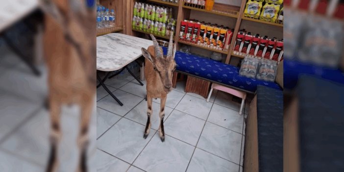 Tunceli'de çarşı merkezine kadar inen koruma altındaki yaban keçisi tekel bayisine girdi