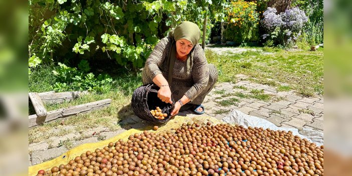 Yüksekova: Kendi bahçesindeki erikleri kış hazırlığı için kurutuyor