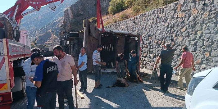 Bitlis’te tır devrildi: 100’den fazla küçükbaş hayvan öldü